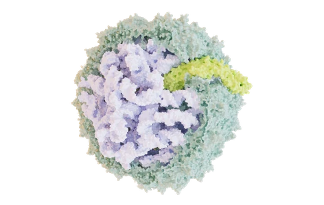 Solvent-excluded surface of a virion