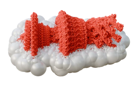 Large protein inside Apollonius cells
