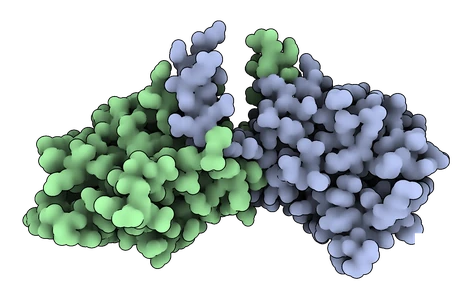 Molecular surface of a protein complex rendered with VTX